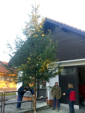 Stavba vánočního stromu v obci