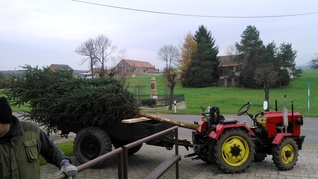 Postavení obecního vánočního stromu